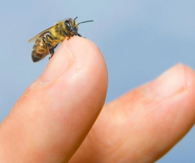 Remedios Caseros contra las Picaduras de Insectos